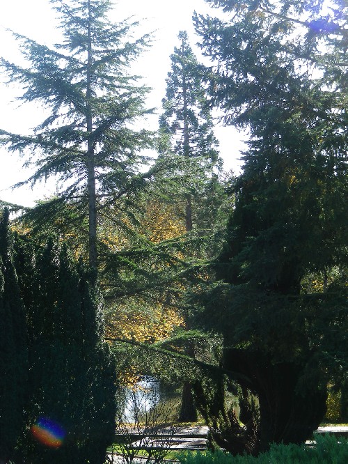 Séquoia géant à Martigné Briand