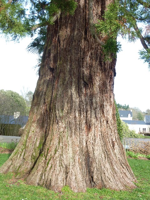 Séquoia géant de 6m30 de circonférence