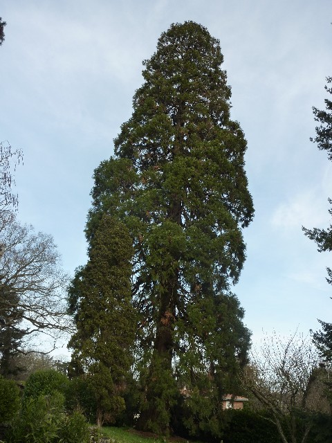 Séquoia géant à Mauves sur Loire