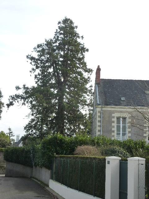 Séquoia géant à Mauves sur Loire