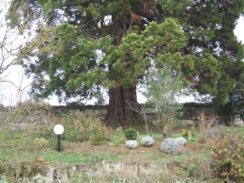 Séquoia géant au lieu-dit le sapin