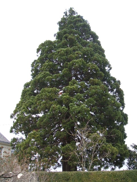 Séquoia géant à Meigné sous Doué