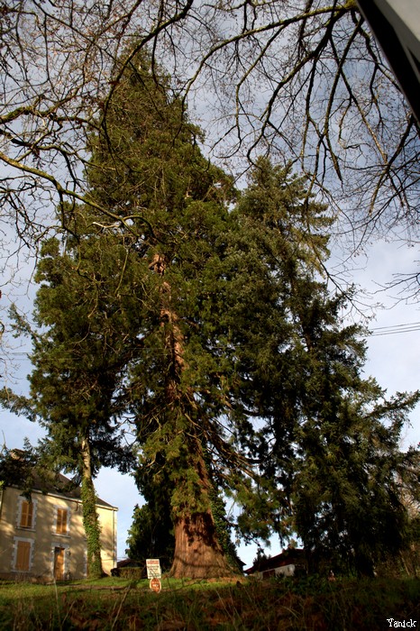 Séquoia géant à Mervent