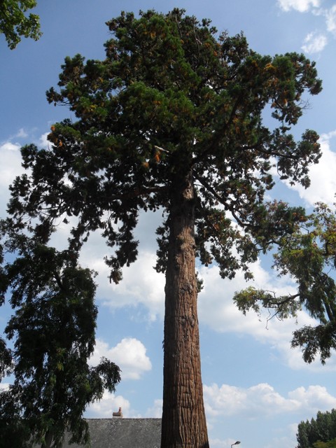 Séquoia géant au parc de la Mairie