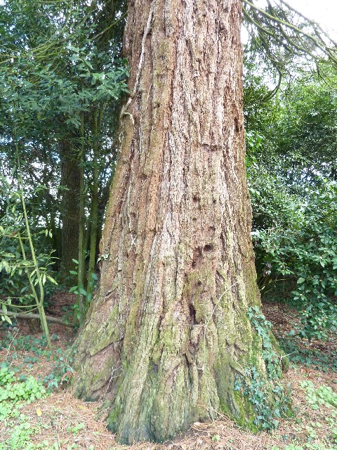 Séquoia géant à Monnières