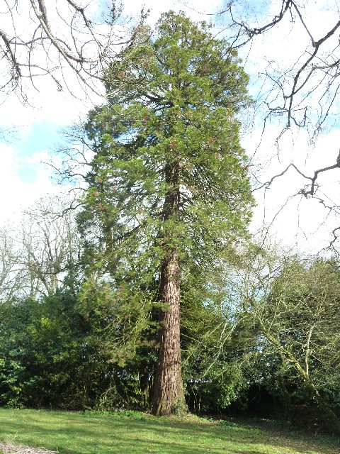 Séquoia géant au Château Plessis Brézot