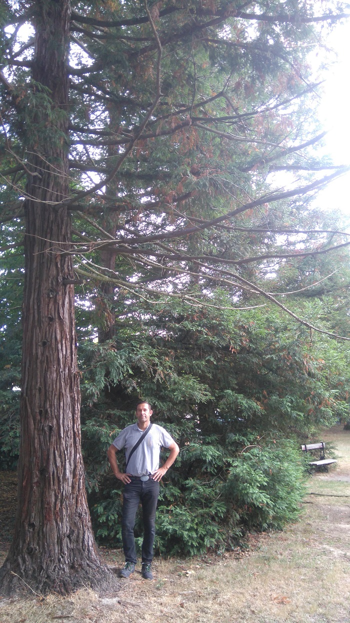 séquoias sempervirens