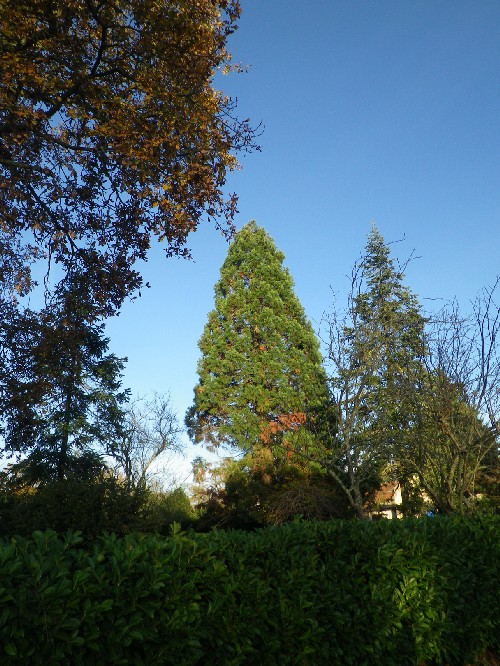 Séquoia géant à Montilliers