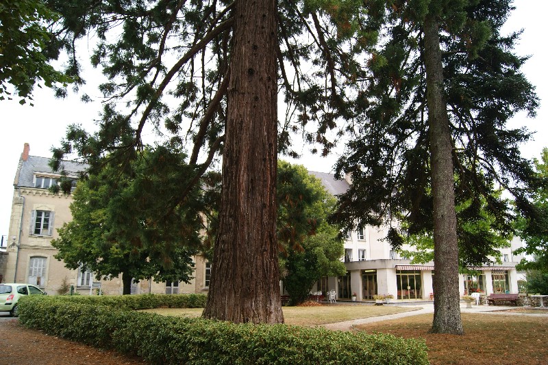 Séquoia géant à Montreuil Bellay