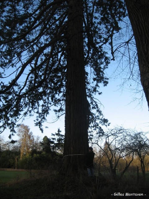 Séquoia géant au parc de la Guyonnière