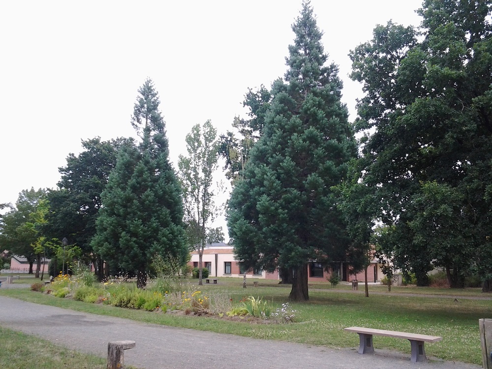 Séquoias géants à Mulsanne