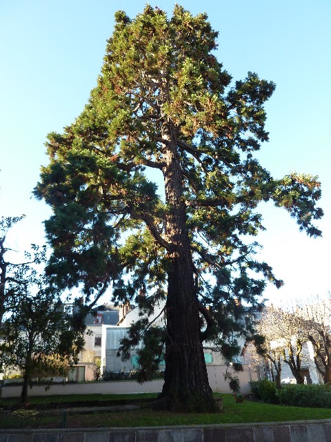 Séquoia géant de droite