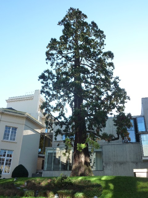 Séquoia géant de gauche