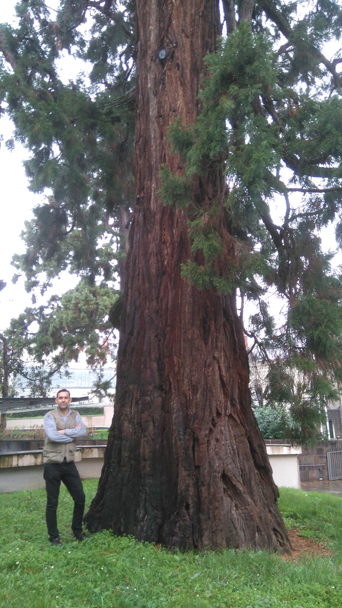 Tronc du séquoia géant de droite