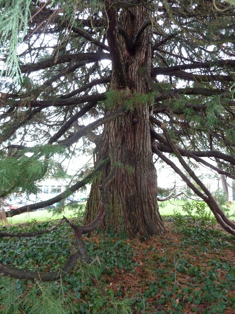 Séquoia géant au lycée Carcouët