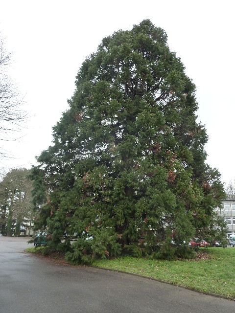 Séquoia géant au lycée Carcouët de Nantes