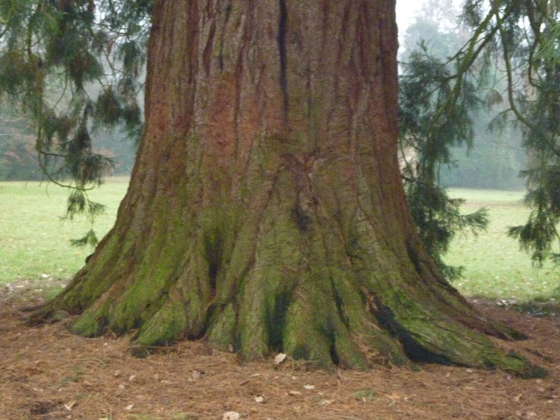Tronc du séquoia géant du parc de la Chantrerie à Nantes