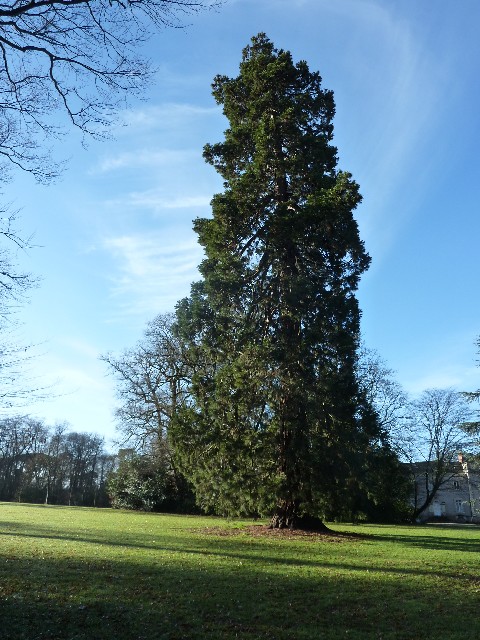 Séquoia géant au parc de la Chantrerie à Nantes
