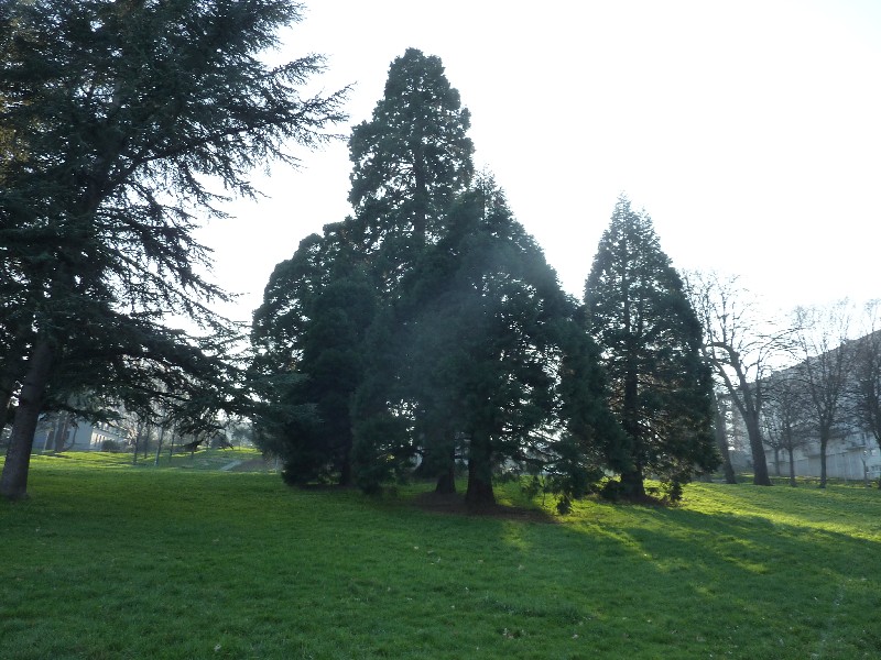 Séquoias géants au parc des Dervallières
