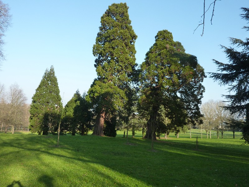 Groupe de six séquoias géants au parc des Dervallières à Nantes 