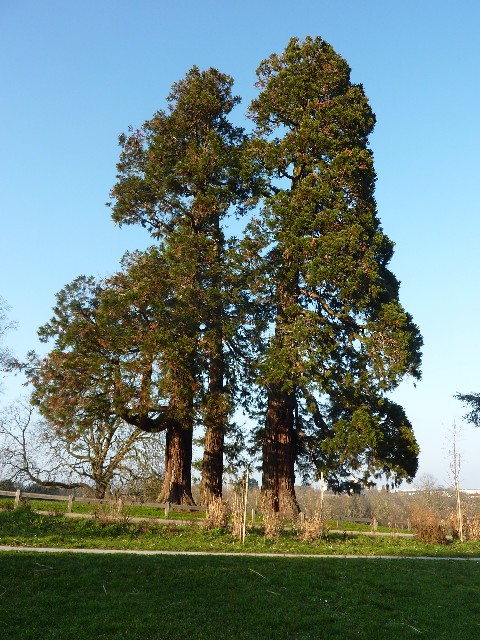 Trio de séquoias géants au parc des Dervallières à Nantes