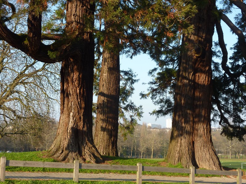 Séquoias géants du parc des Dervallières