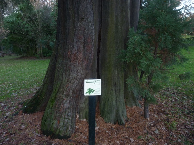 Séquoia géant classé arbre remarquable
