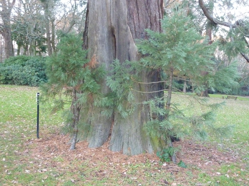 Séquoia géant au parc de la Gaudinière
