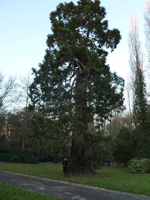 Séquoia géant à Nantes parc de la Gaudinière