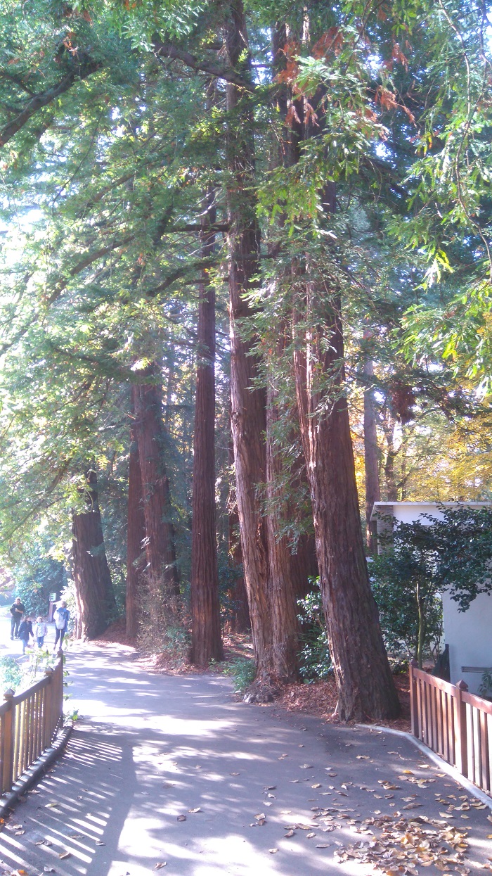 Séquoias sempervirens