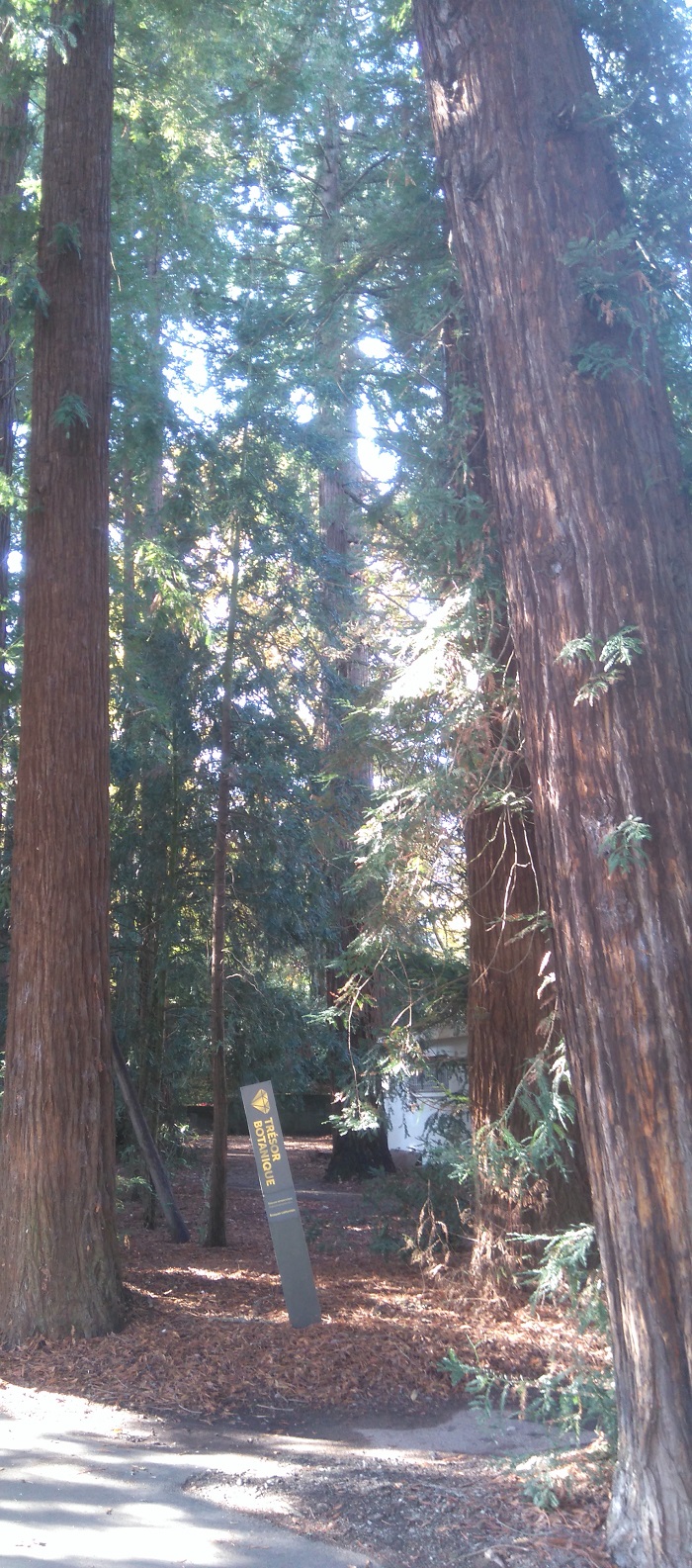 Séquoias sempervirens
