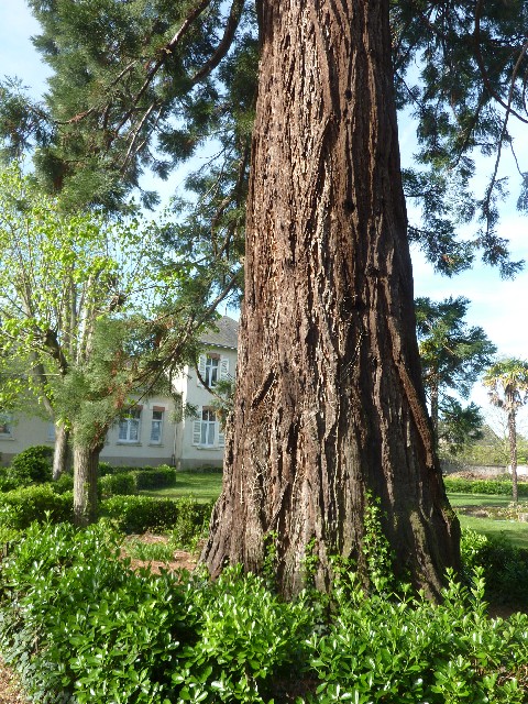 Séquoia géant de 5m de circonférence