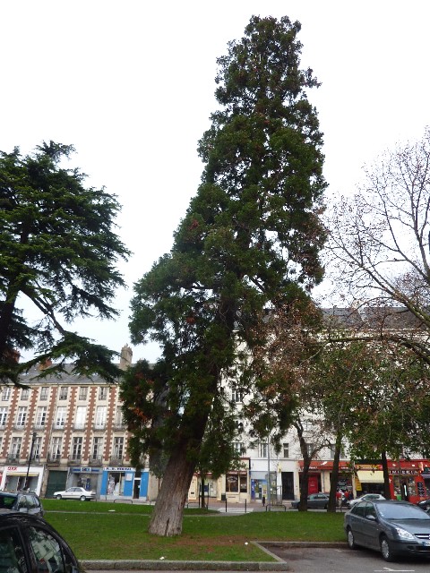 Séquoia géant à Nantes chaussée de la Madeleine