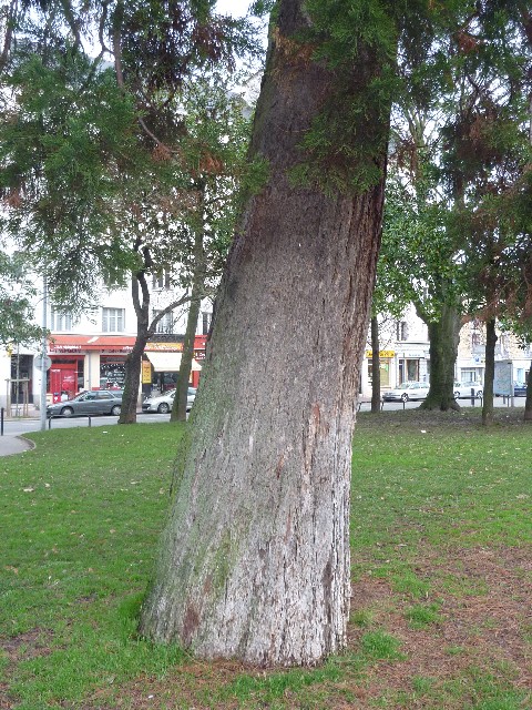 Séquoia géant chaussée de la Madeleine