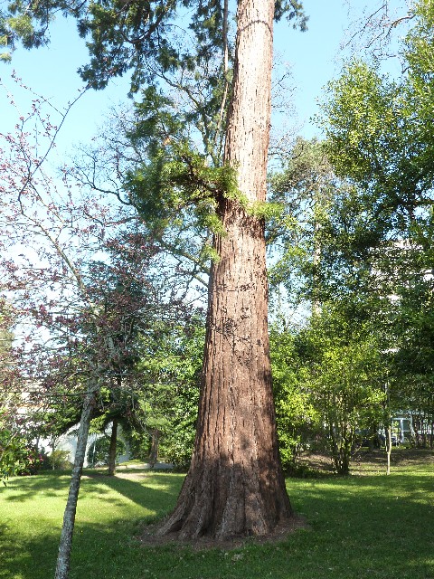 Séquoia géant (4m82)