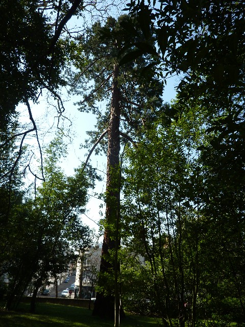 Séquoia géant à Nantes rue Auguste Pageot