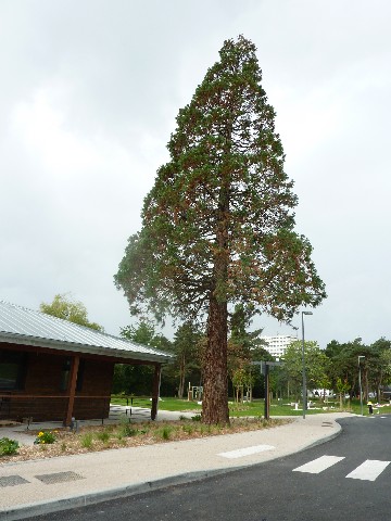 Séquoia géant après les travaux