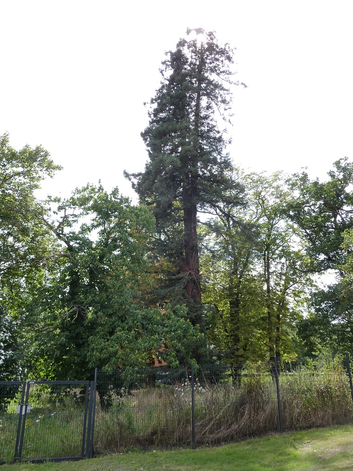 Séquoia sempervirens à Nantes