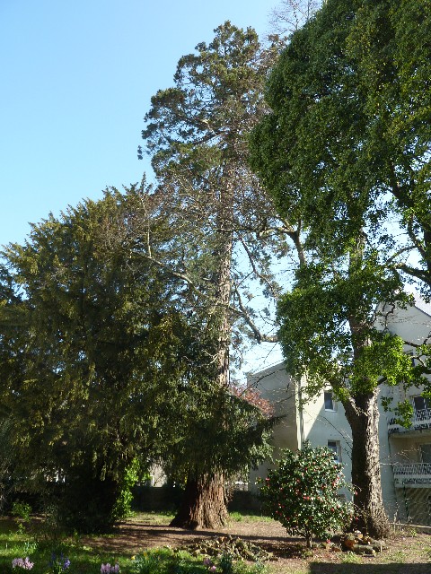 Séquoia géant à Nantes Presbytère St Clair