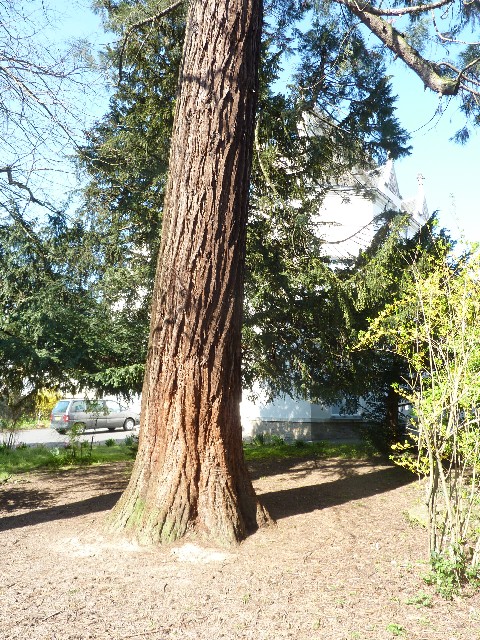 Séquoia géant (4m23)