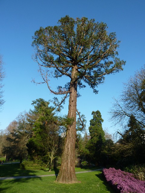 Séquoia géant au parc de Procé à Nantes