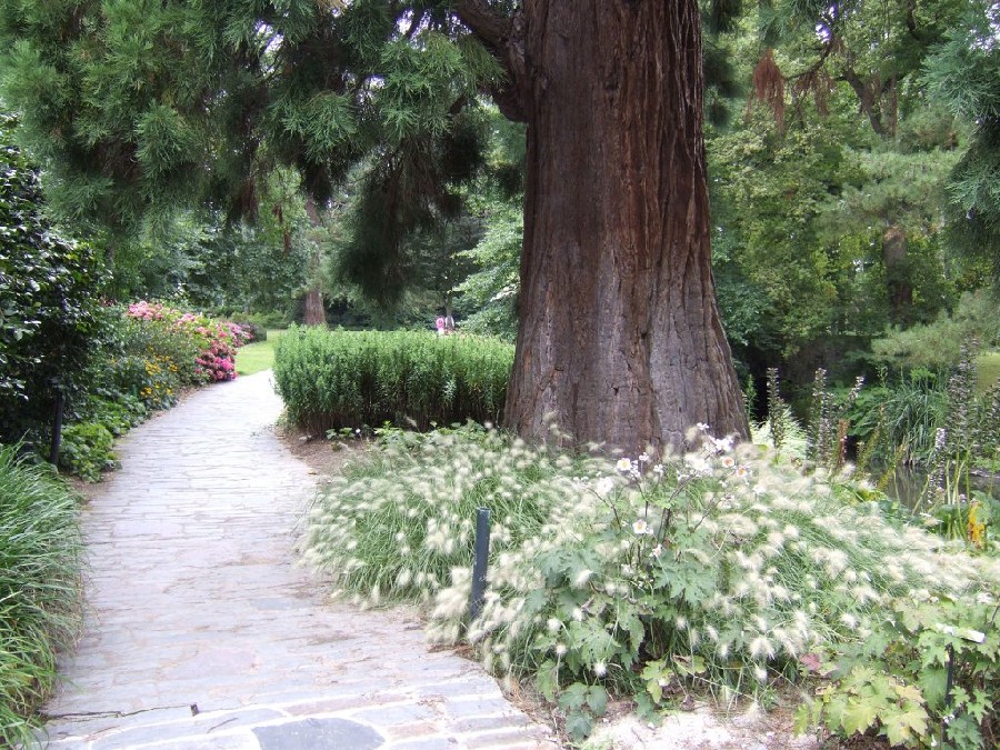 Séquoia géant au parc de Procé à Nantes