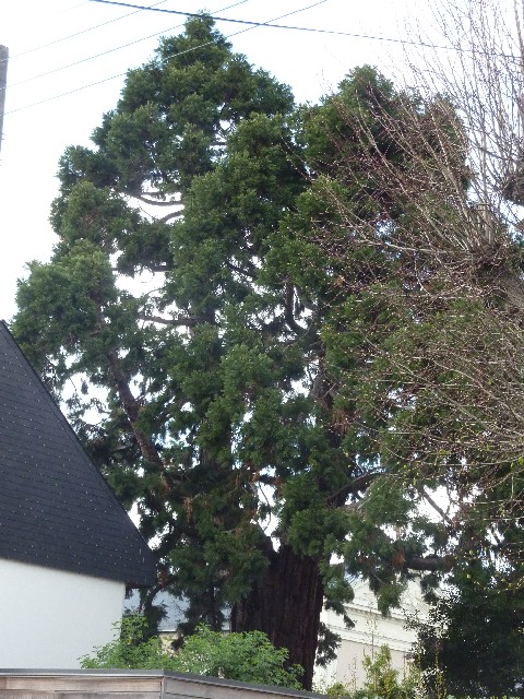 Séquoia géant à Nantes rue du Général De Sonis