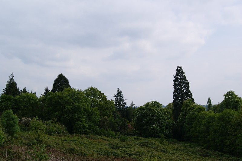 Séquoias géants à Neufchatel en Saosnois rue Francis Caris