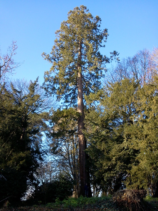 Séquoia géant à Noëllet