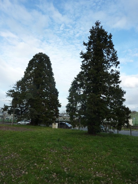Séquoias géants à Orvault