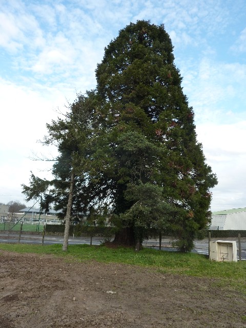 Séquoia géant à Orvault