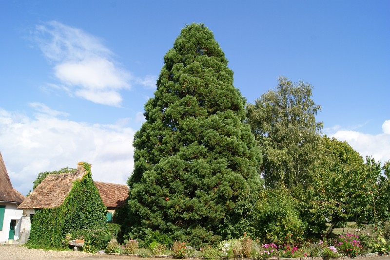 Séquoia géant au lieu-dit Le Plessis à Parigné le Pôlin