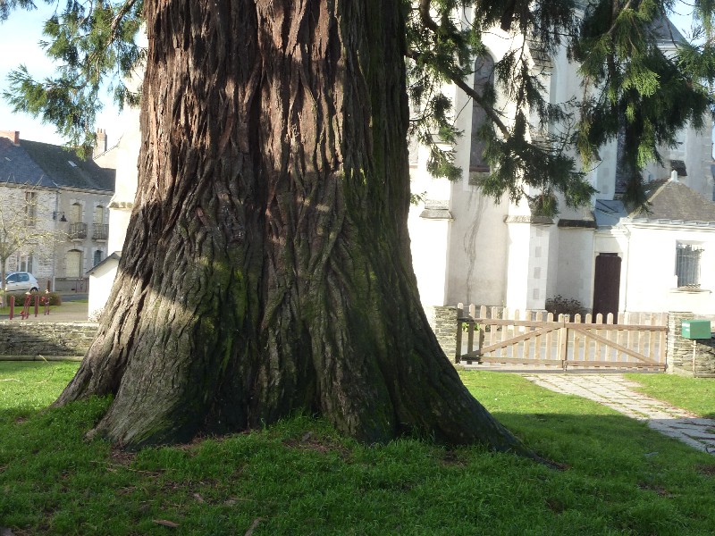 Séquoia géant à Puceul près de l'église
