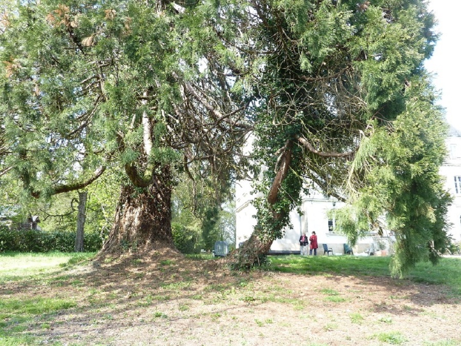 Séquoia géant à puceul